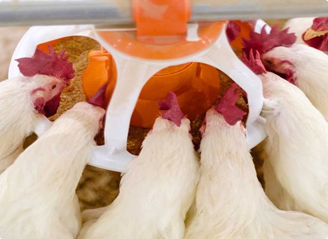 تصویر 1 از قیمت صادرات بشقاب دانخوری مرغداری در ایران